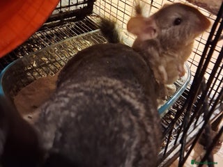Chinchilla rodents Gorgeous Chin kit ready for a forever home - Advert 2