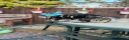 Mixed Breed cats for sale: Only one beautiful fluffy boy left! in Faringdon - Advert 11
