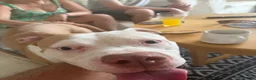 American Bulldog dogs for sale: Cara  in Oakham - Advert 4