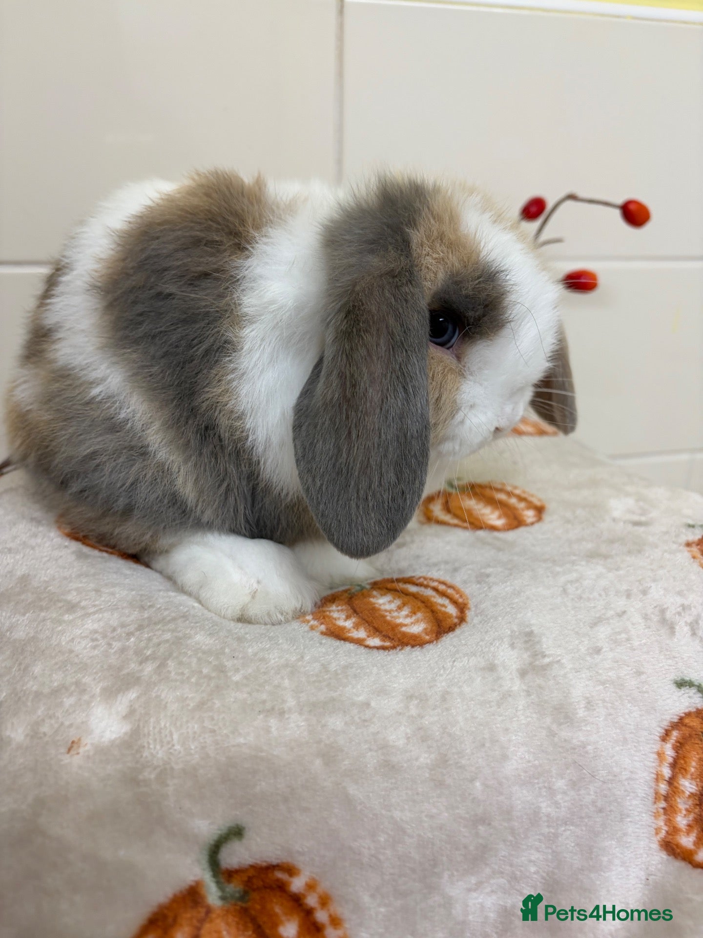 Mini Lop rabbits for sale: Stunning litter of mini lops ready now  - Advert 2