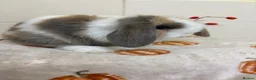 Mini Lop rabbits for sale: Stunning litter of mini lops ready now  - Advert 2