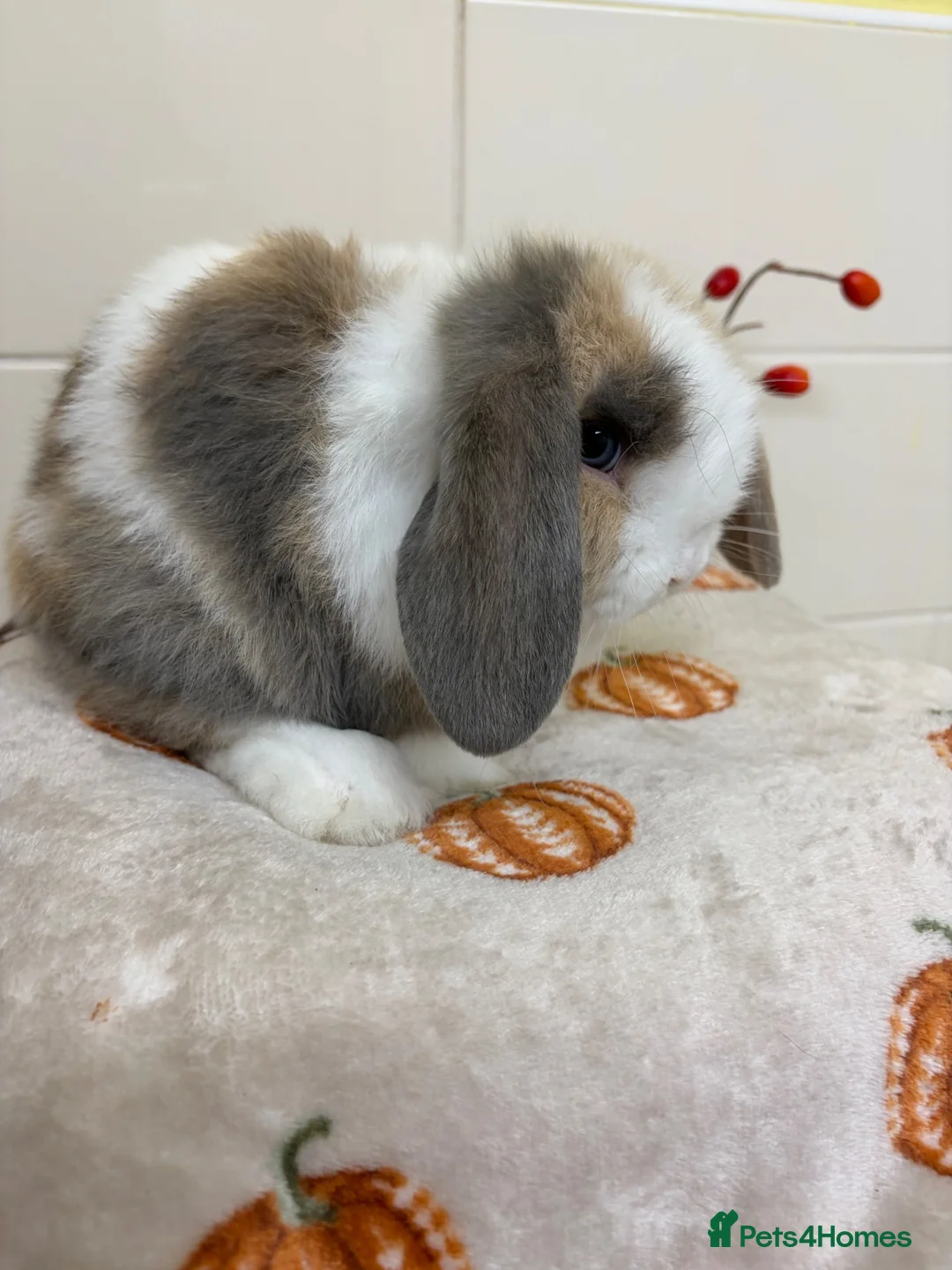 Mini Lop rabbits for sale: Stunning litter of mini lops ready now  - Advert 2