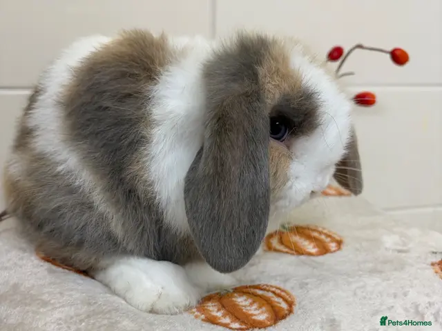 Mini Lop rabbits for sale: Stunning litter of mini lops ready now - Advert 2