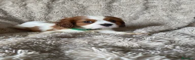 Cavalier King Charles Spaniel Puppy 3