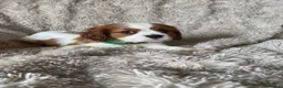 Cavalier King Charles Spaniel dogs for sale: Cavalier King Charles puppies - Advert 5