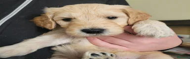 Goldendoodle Puppy 2