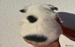French Bulldog dogs for sale: *Fluffy French Bulldog Pups-4 reserved* - Image 16