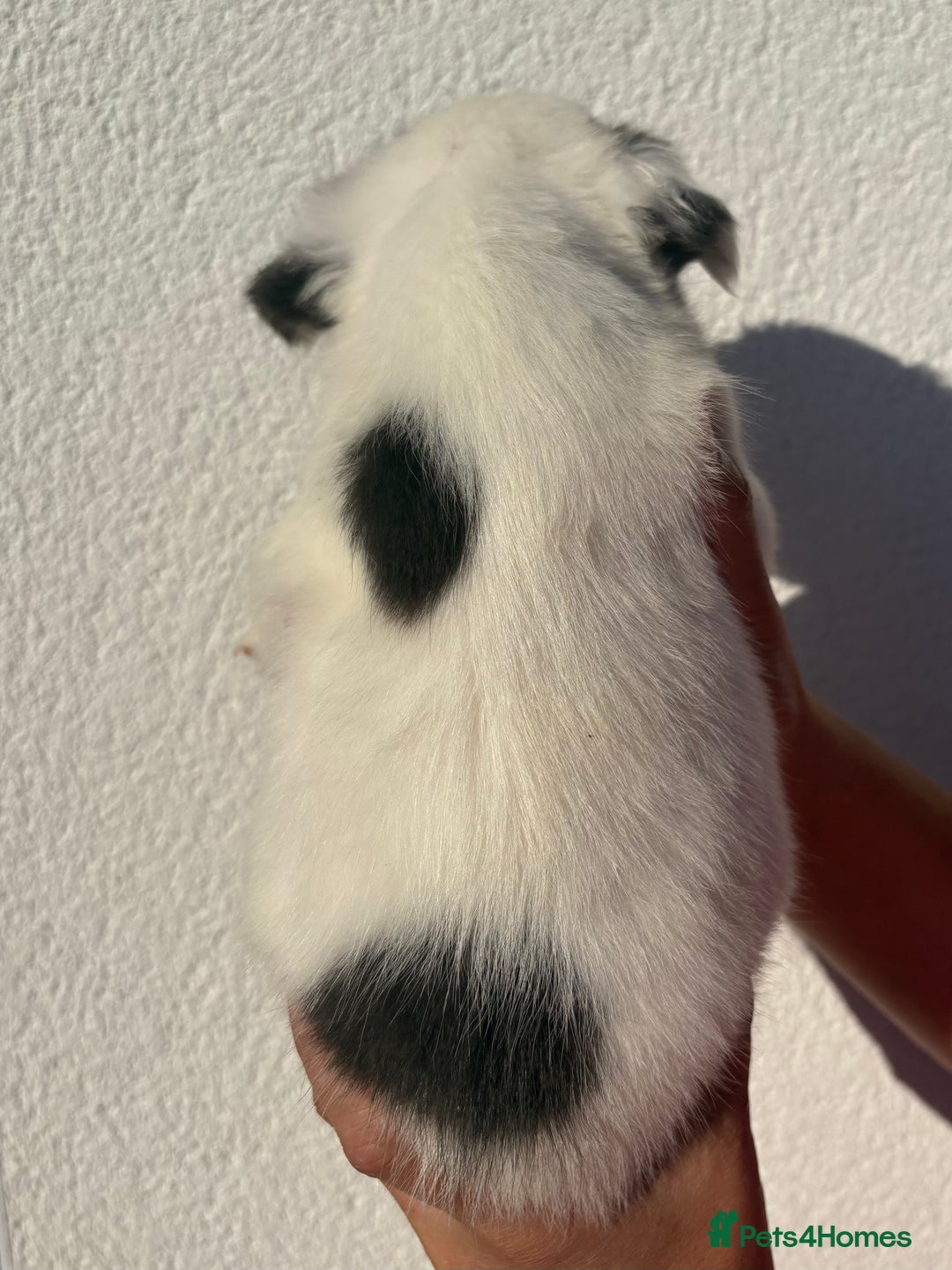 French Bulldog dogs for sale: *Fluffy French Bulldog Pups-4 reserved* - Image 16
