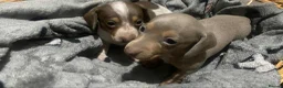 Miniature Dachshund dogs for sale: Miniature dachshund girls - Advert 1