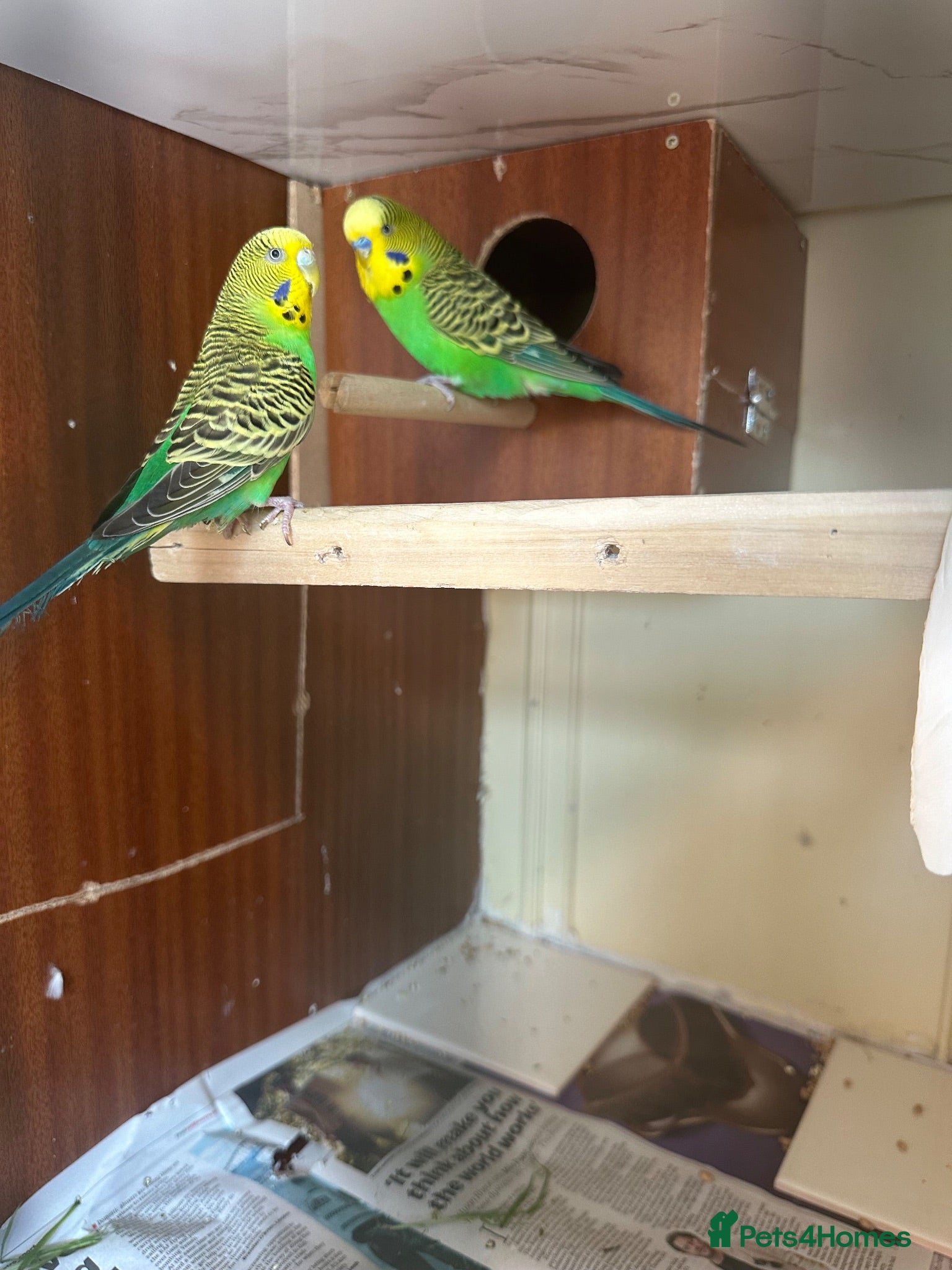 Budgerigars birds Lovely pair in Dagenham  - Advert 2