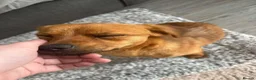Mixed Breed dogs for adoption: Meet Tinkerbelle, currently residing in Essex in Rayleigh - Advert 8