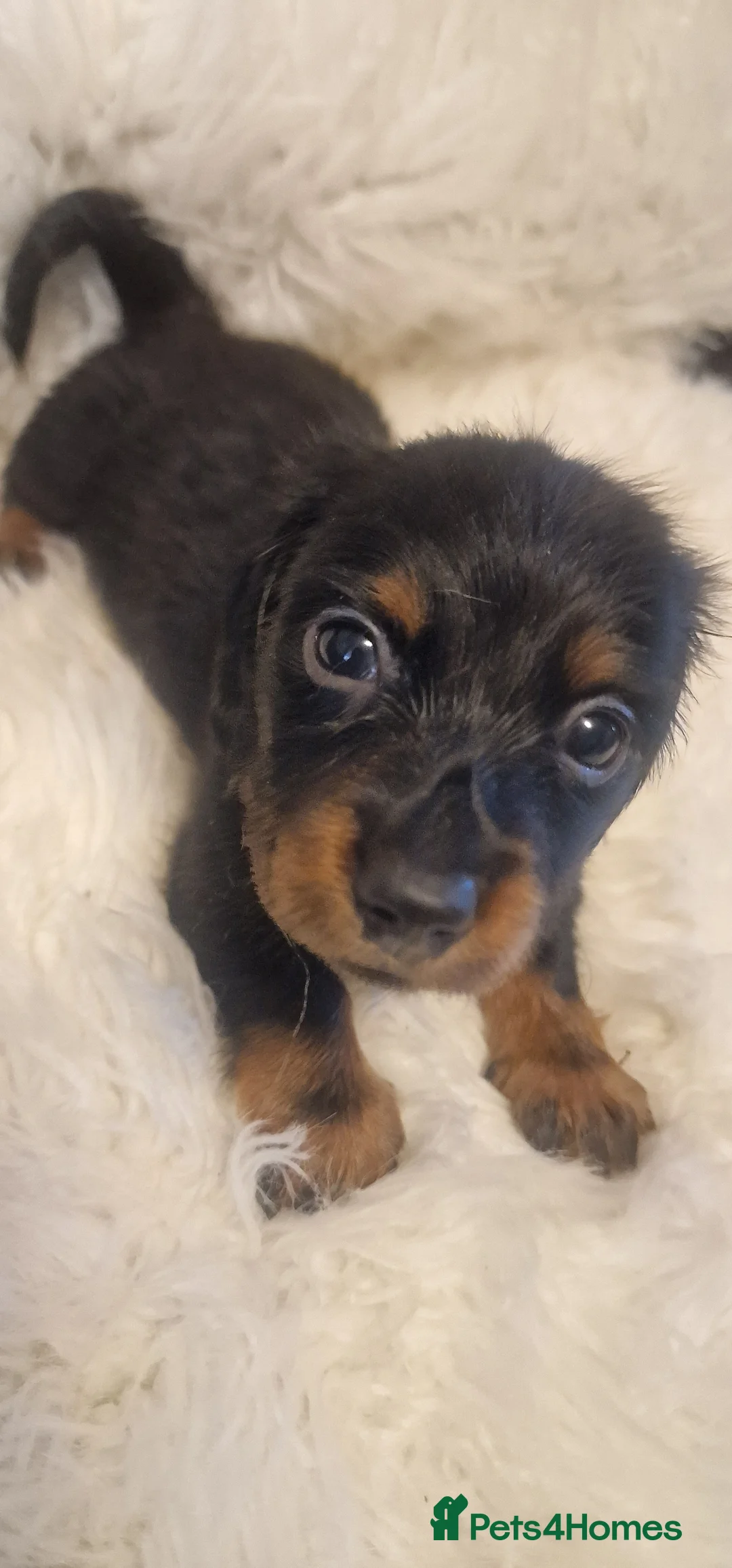 Miniature Dachshund dogs for sale: READY to GO FULL Vac Mini Dachshund smooth  - Advert 34
