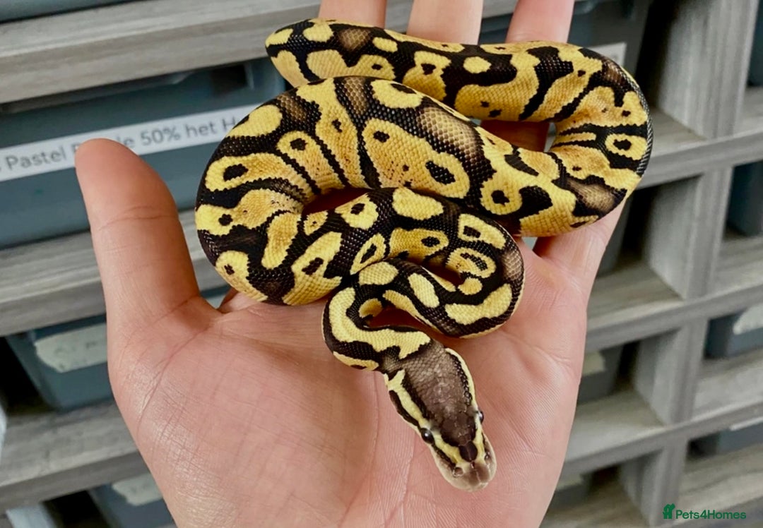 Python Snake reptiles for sale: Ball Python Collection - Advert 4
