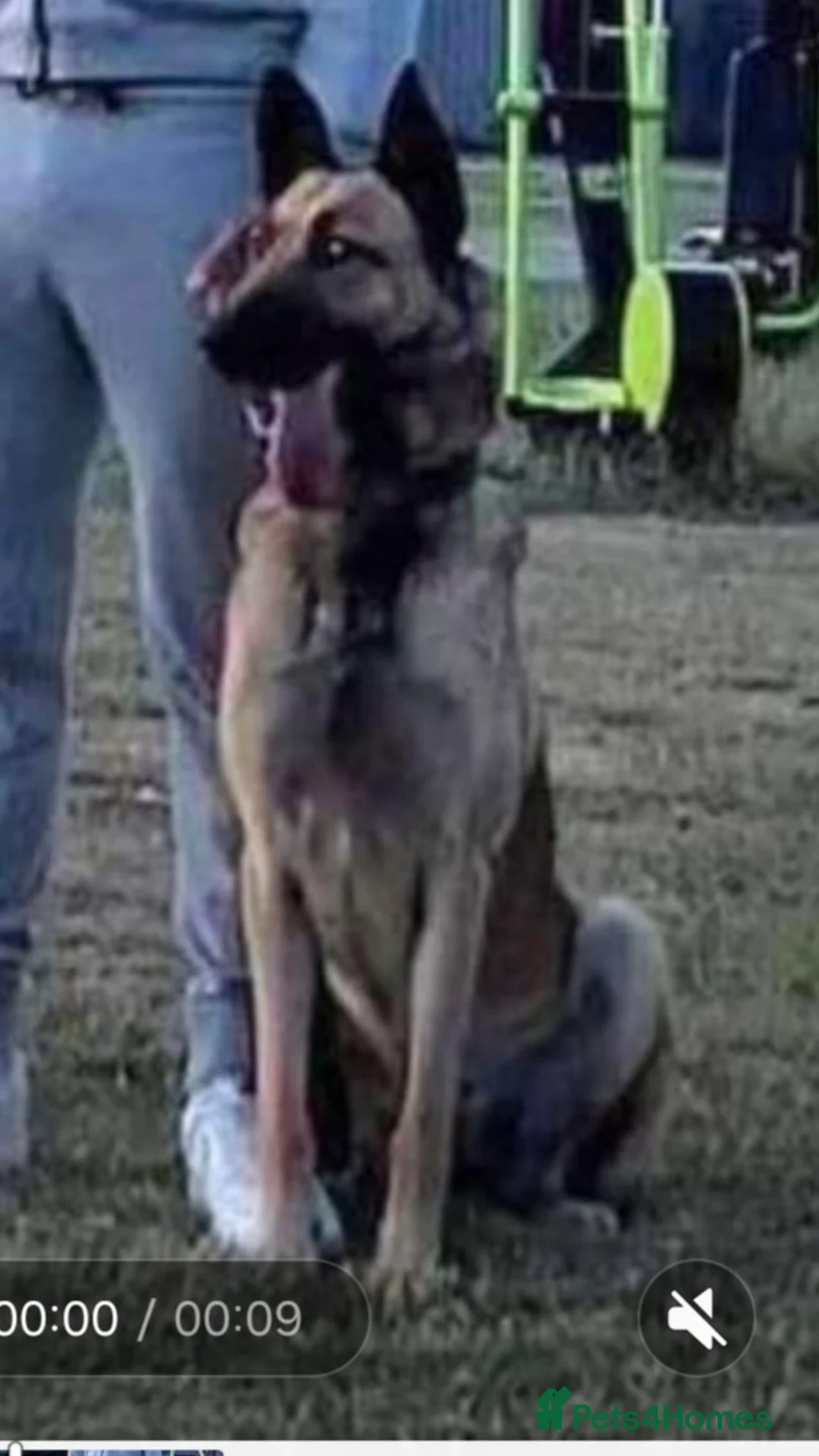 Belgian Shepherd Dog dogs for sale: Belgium malinois pups  - Advert 1