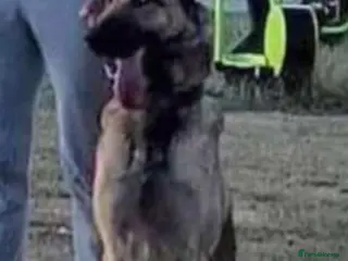 Belgian Shepherd Dog dogs Belgium malinois pups - Advert 1