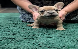 French Bulldog dogs for sale: Lilac fawn french bulldog male pup  - Image 1