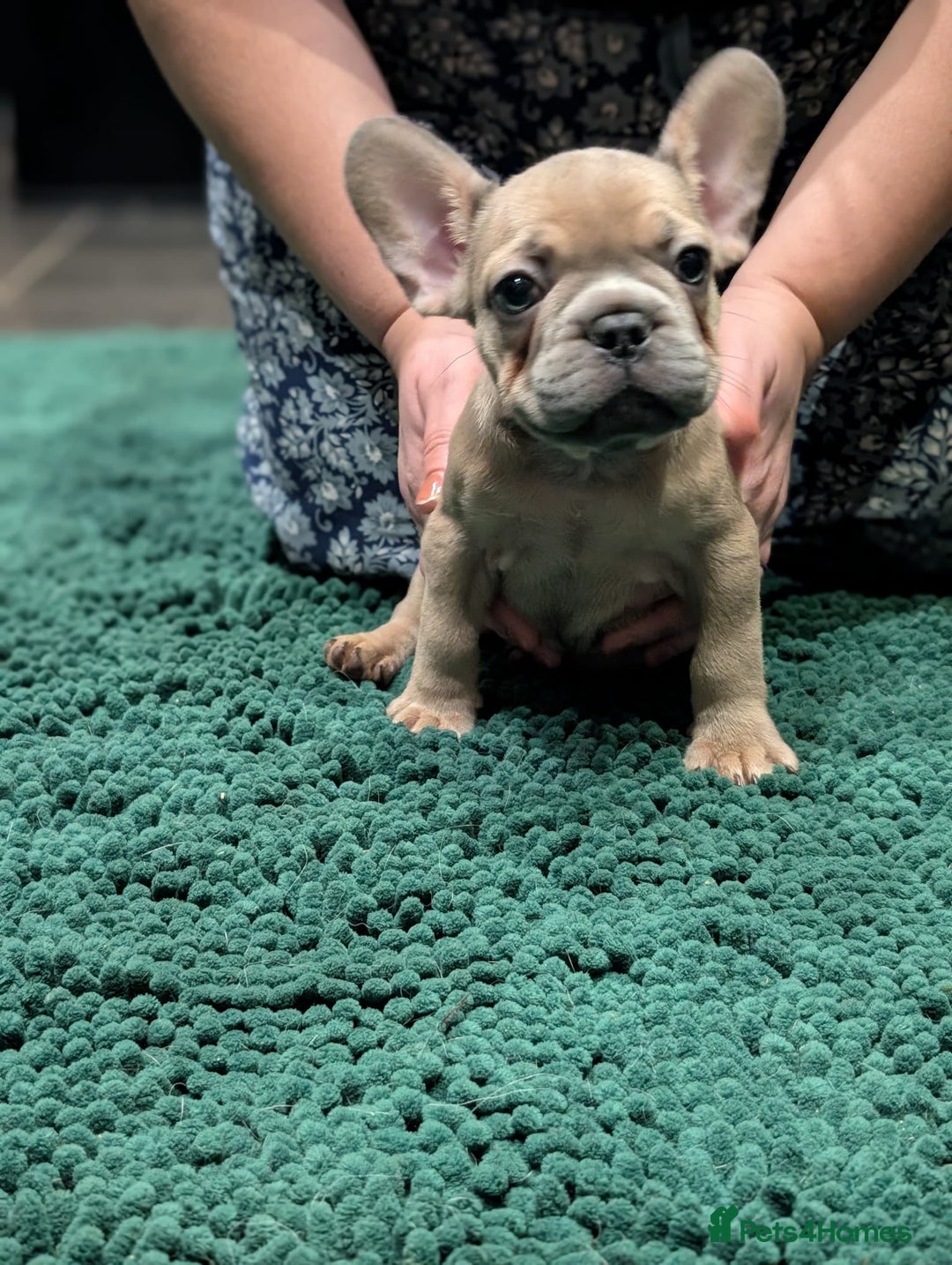 French Bulldog dogs for sale: Lilac fawn french bulldog male pup  - Image 1