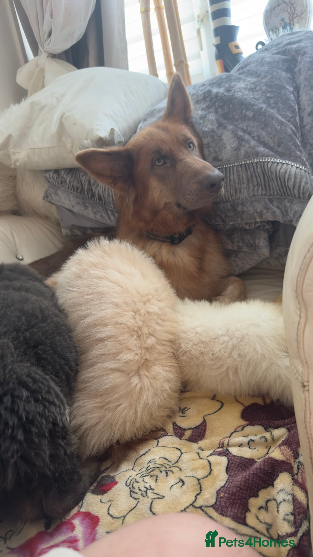 German Shepherd dogs for sale: German shepard pups black tan girl  reduced - Advert 7