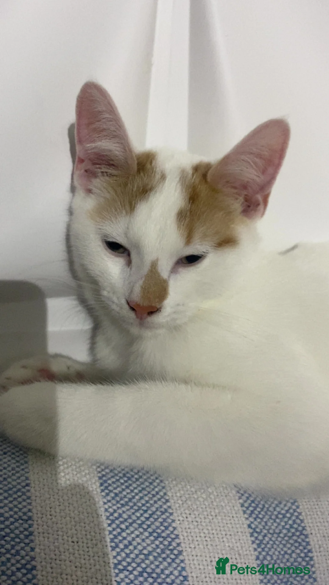 Turkish Van cats for sale: Simba Turkish Van Cat  in Birmingham - Advert 5
