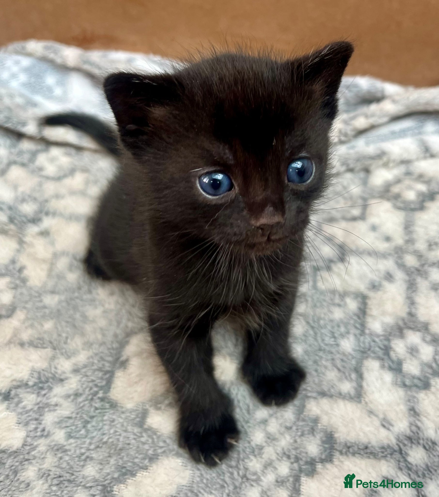 Mixed Breed cats Beautiful kittens - Advert 17