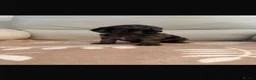 Cockapoo dogs for sale: Beautiful F1 cockapoo puppies - Advert 8