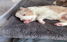 Border Collie dogs for sale: Only one girl left. - Image 1