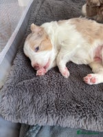 Border Collie dogs Only one girl left. - Advert 2