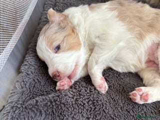 Border Collie dogs - Advert 5