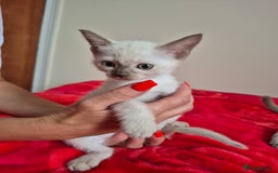 Mixed Breed cats for sale: Lovely Burmese cross Siamese kittens ready to go - Image 7