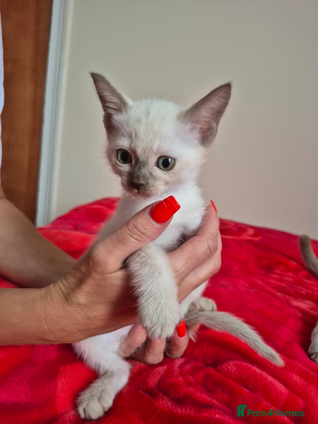 Mixed Breed cats for sale: Lovely Burmese cross Siamese kittens ready to go - Image 7
