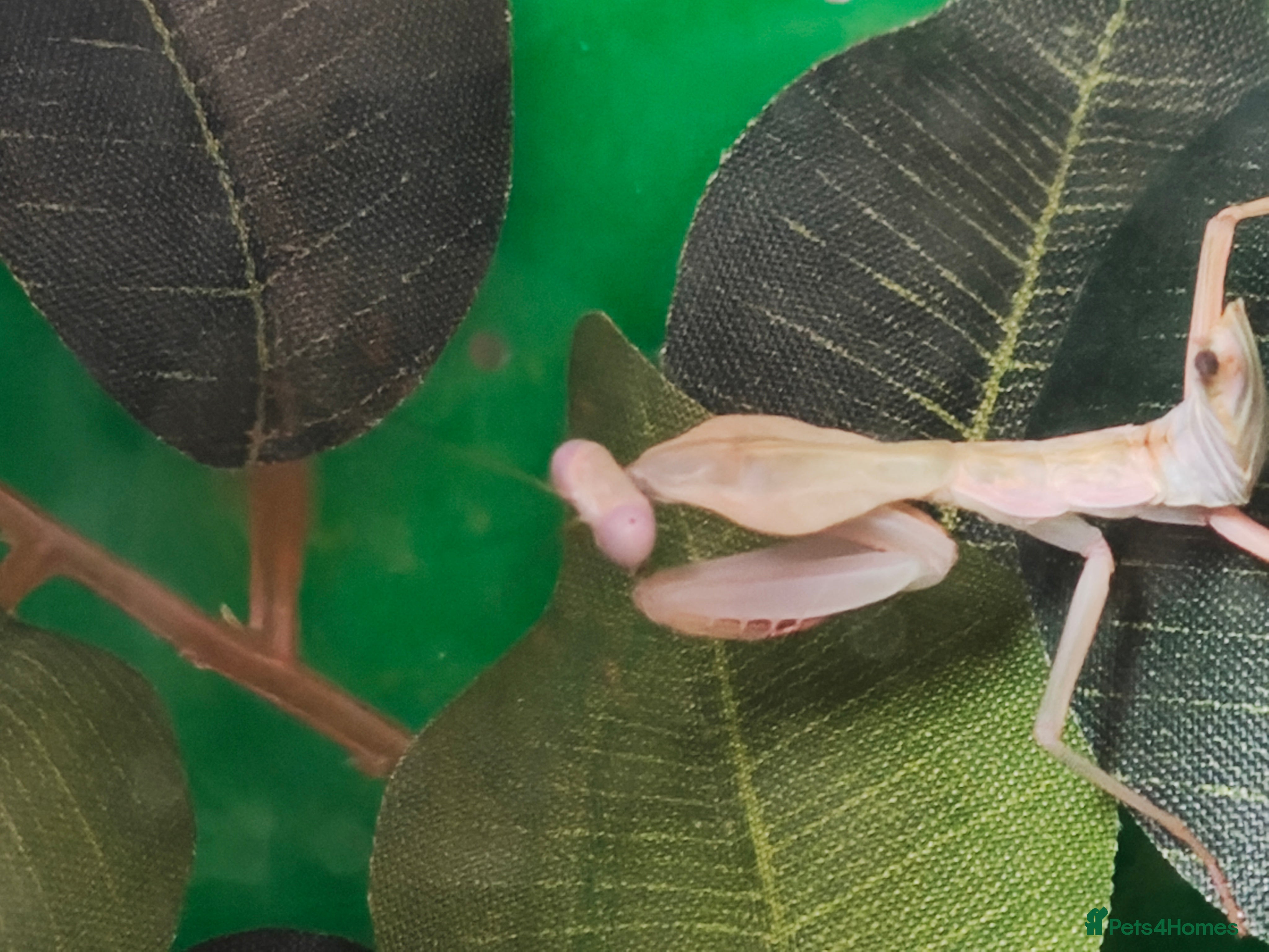 Praying Mantis invertebrates timor shield mantis - Advert 2