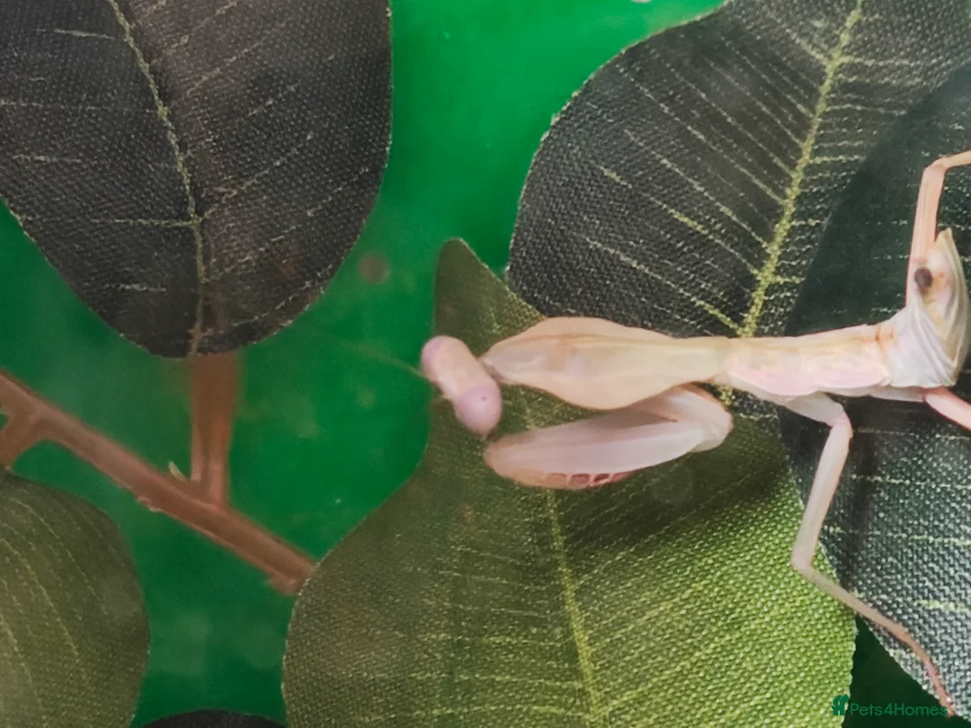 Praying Mantis invertebrates for sale: timor shield mantis - Advert 1