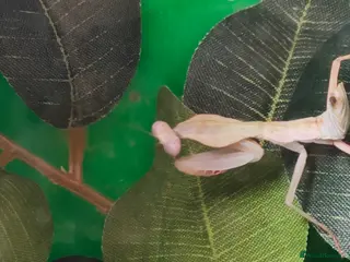 Praying Mantis invertebrates timor shield mantis - Advert 2