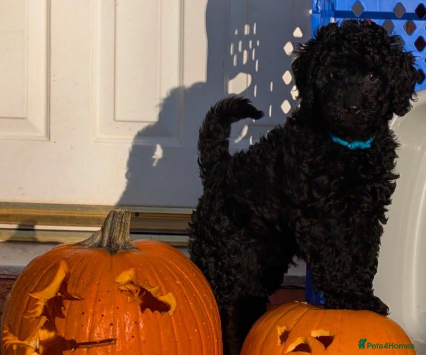 Labradoodle dogs for sale: 5 gorgeous miniature labradoodles - Advert 15