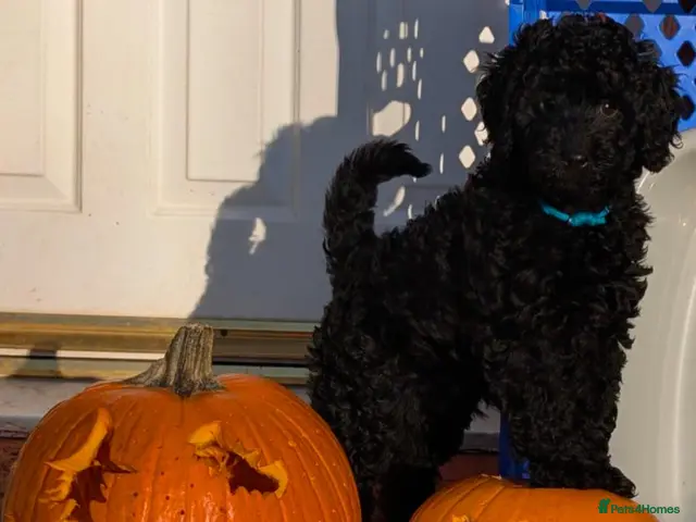 Labradoodle dogs for sale: 5 gorgeous miniature labradoodles - Advert 15