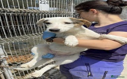 Mixed Breed dogs for adoption: Clover - Fakenham Norfolk   - Image 6