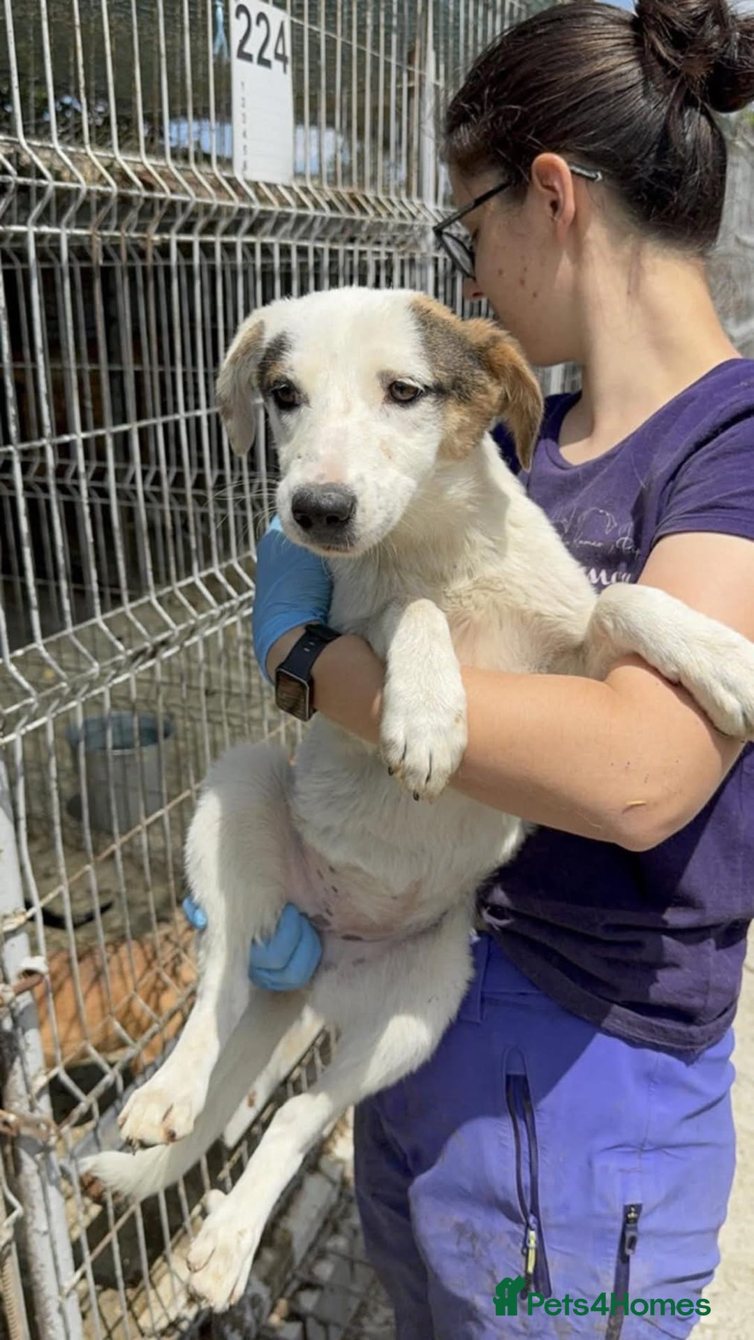 Mixed Breed dogs for adoption: Clover - Fakenham Norfolk   - Image 6