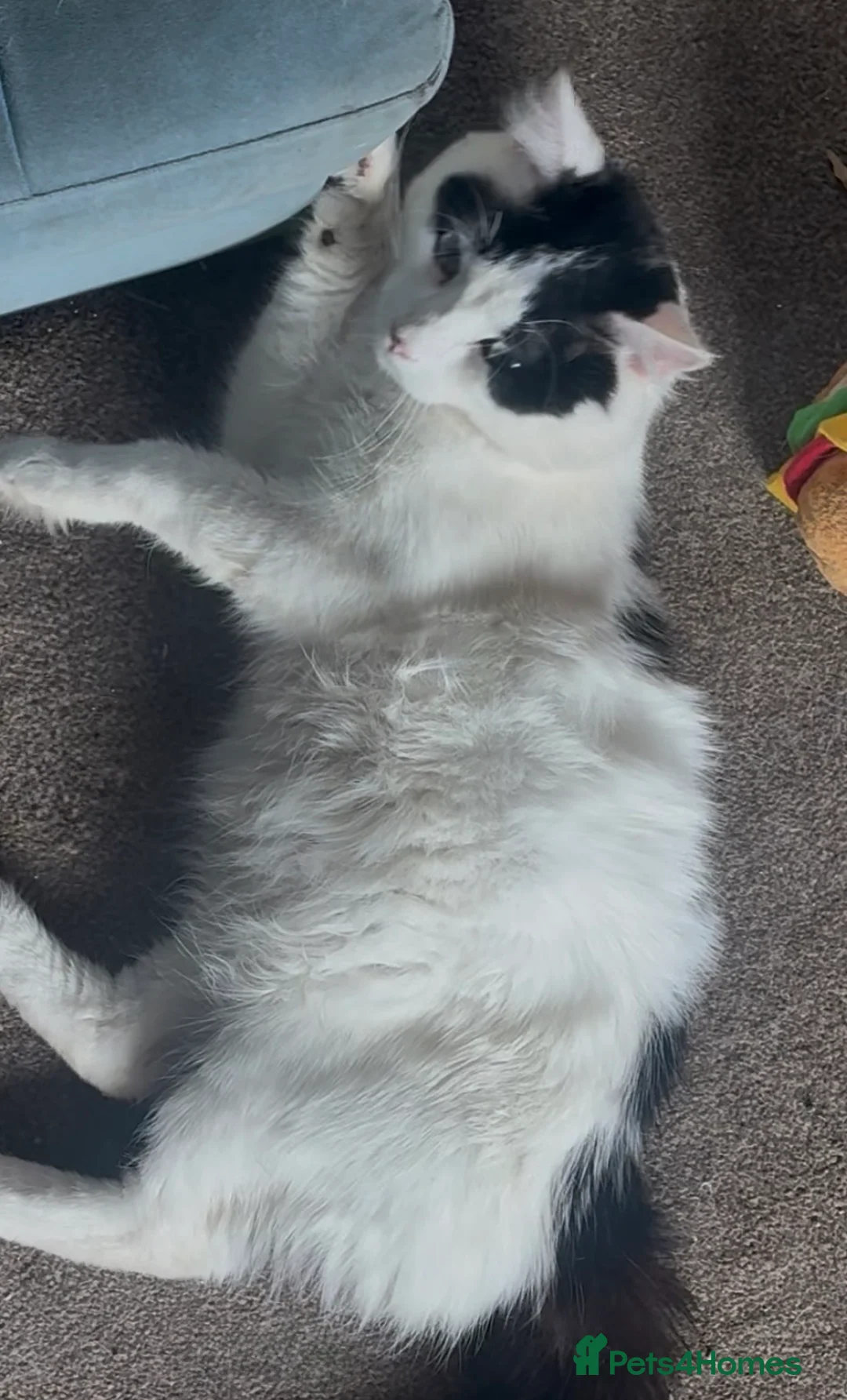 Mixed Breed cats for sale: Beautiful Mixed Breed Kittens - Advert 13