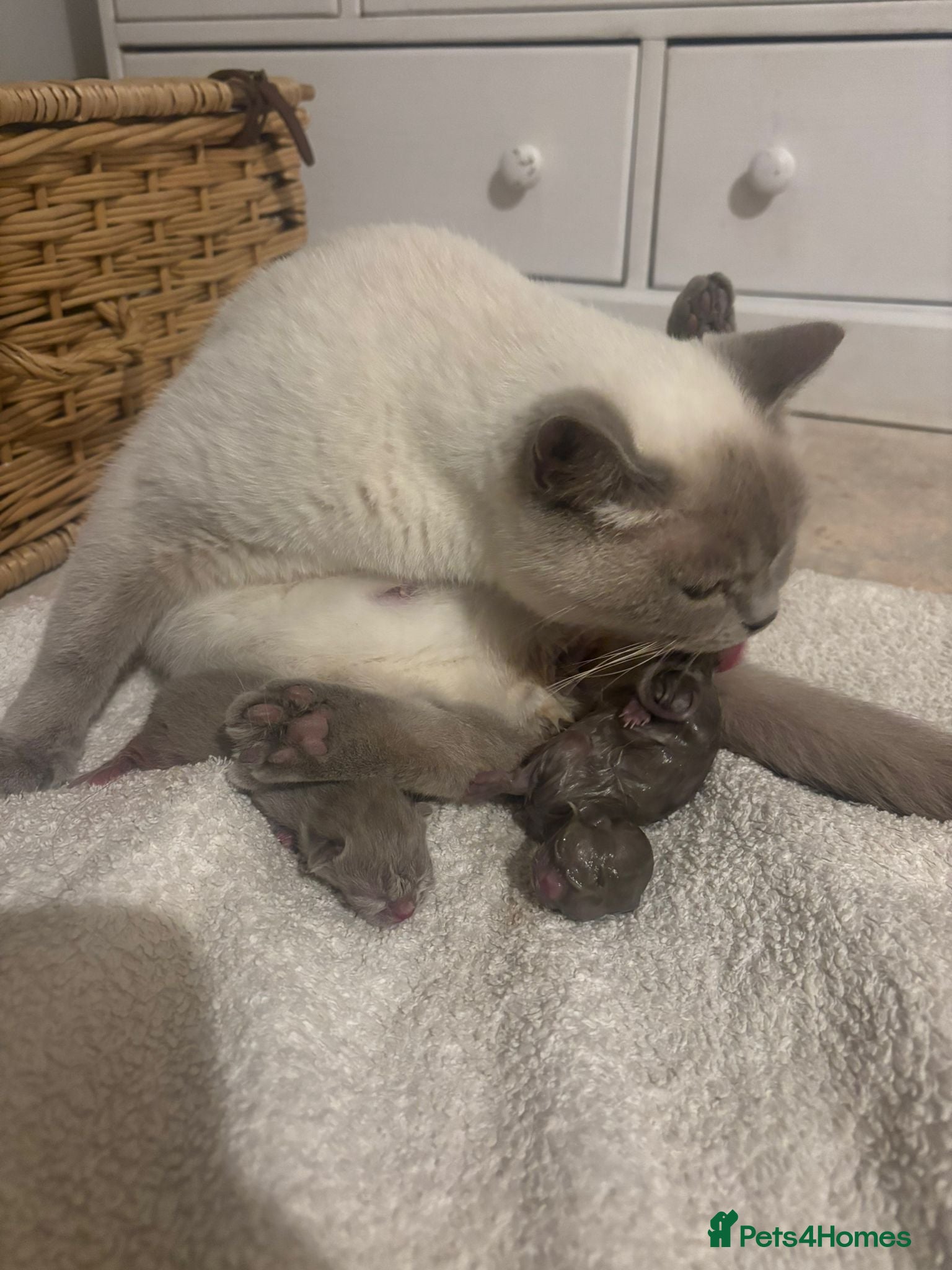 British Shorthair cats EXCEPTIONAL GCCF ACTIVE LILAC SHORTHAIR FEMALE - Advert 1