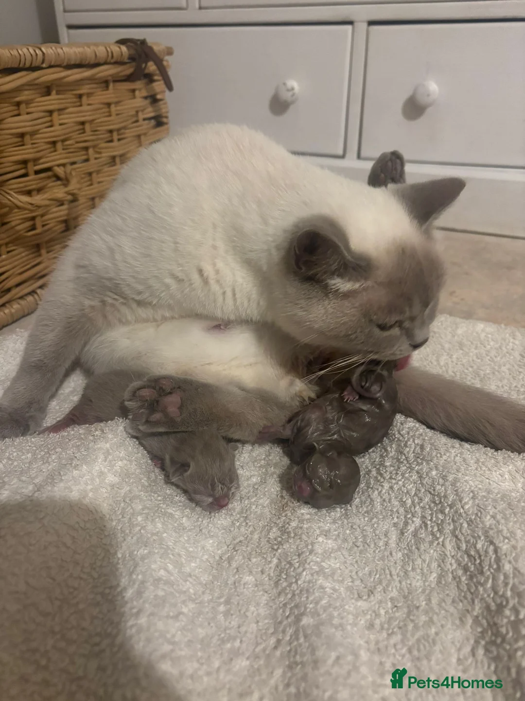 British Shorthair cats for sale: EXCEPTIONAL GCCF ACTIVE LILAC SHORTHAIR FEMALE in Wilmslow - Advert 1