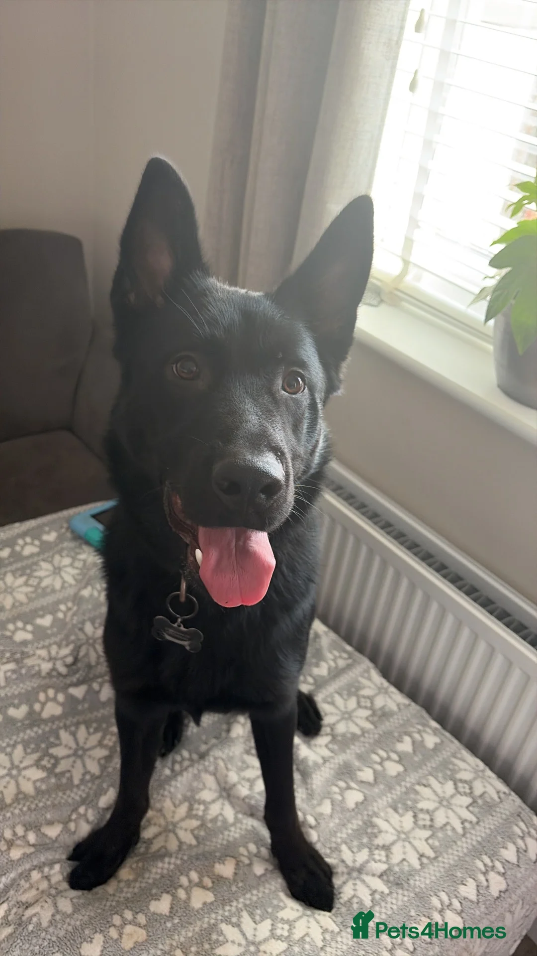 Sheprador dogs for sale: Jet🐾 in Worthing - Advert 2