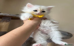 Turkish Angora cats for sale: Turkish Angora/Persian Chanchilla kittens for Sale - Image 7