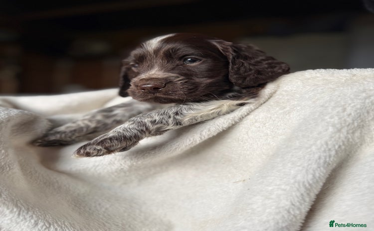 Sprocker dogs - Advert 1