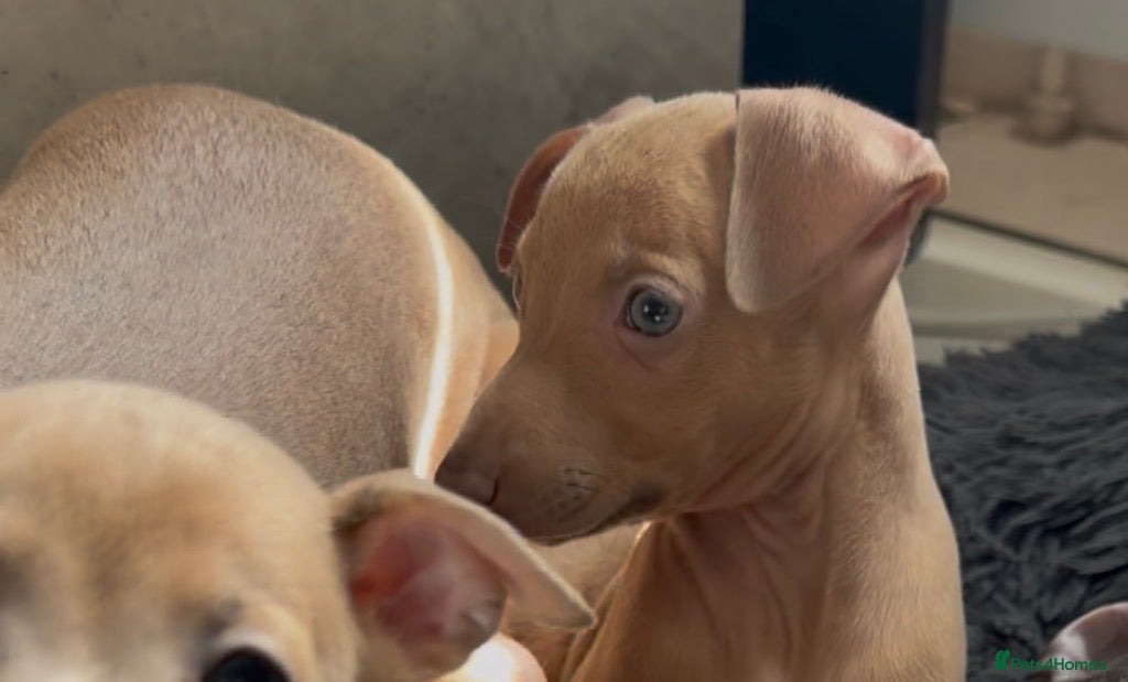 Italian Greyhound dogs (Only  girls)KC registered Italian greyhounds -  - Advert 5