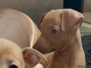 Italian Greyhound dogs (Only girls)KC registered Italian greyhounds - - Advert 5