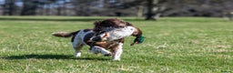 English Springer Spaniel dogs for stud: Working Springer Spaniel for Stud in Bedale - Advert 9