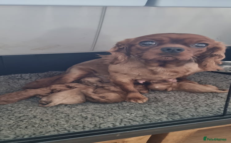 Cavapoo dogs - Advert 1