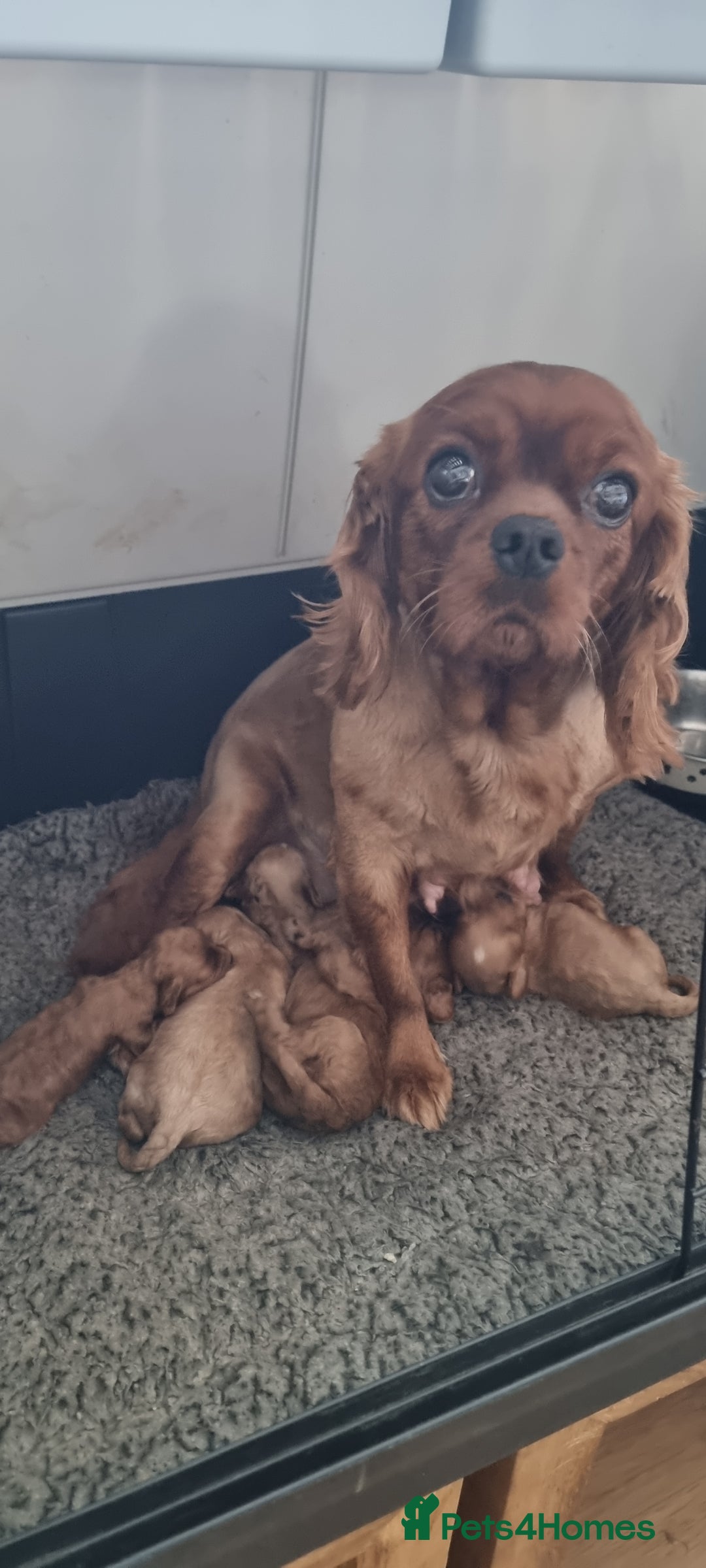 Cavapoo dogs for sale: Gorgeous Toy F1 Cavapoo babies  - Image 1