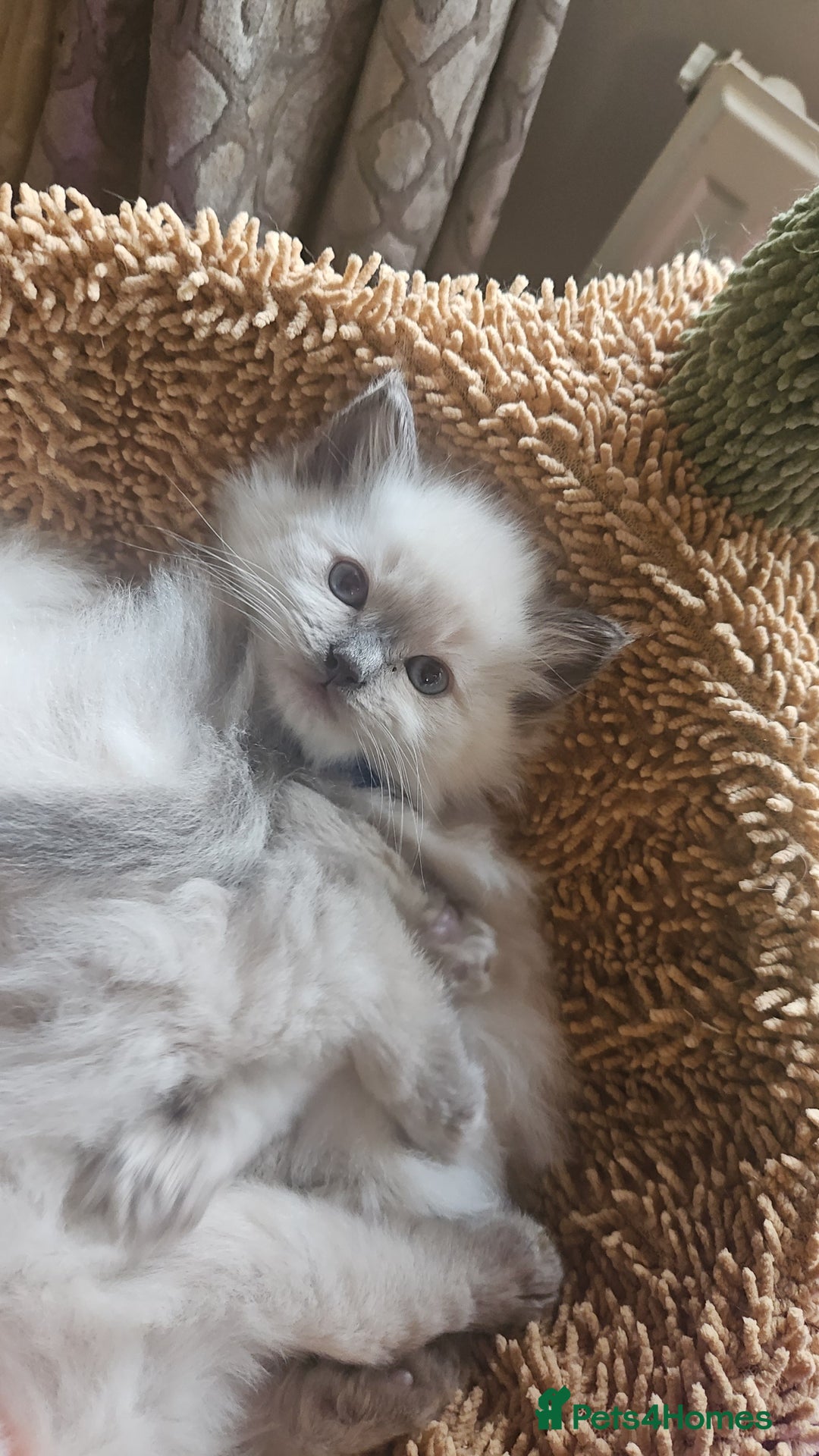 Ragdoll cats for sale: Ragdoll kittens for sale 💞 - Advert 11