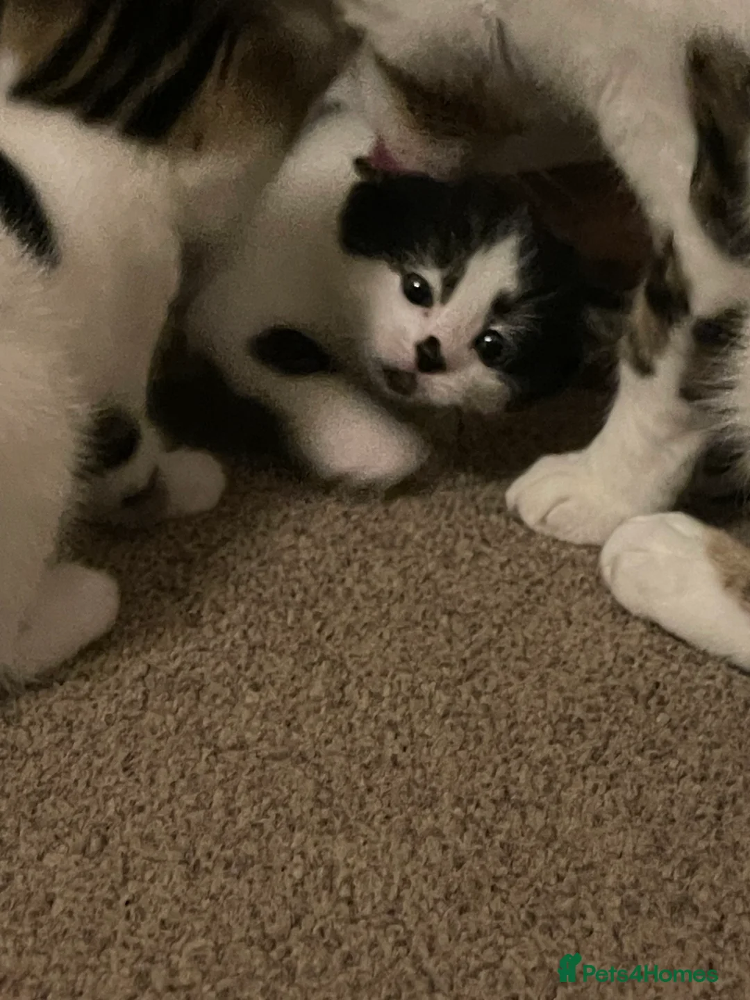 Mixed Breed cats for sale: Two beautiful spotty kittens - Advert 8